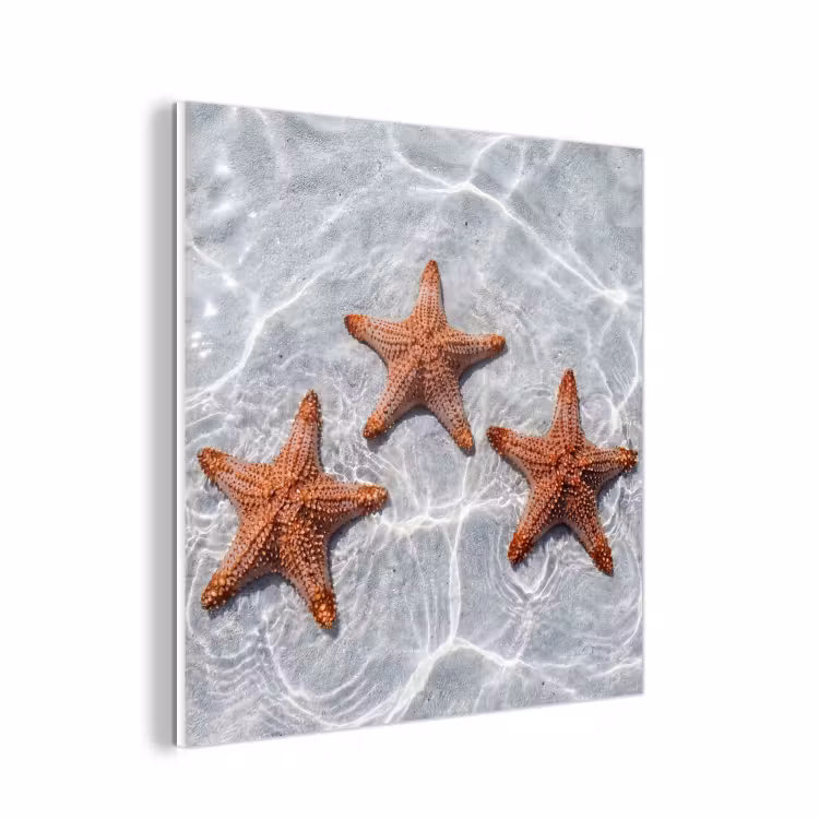 Forex - Zeesterren - Water - Helder — 1