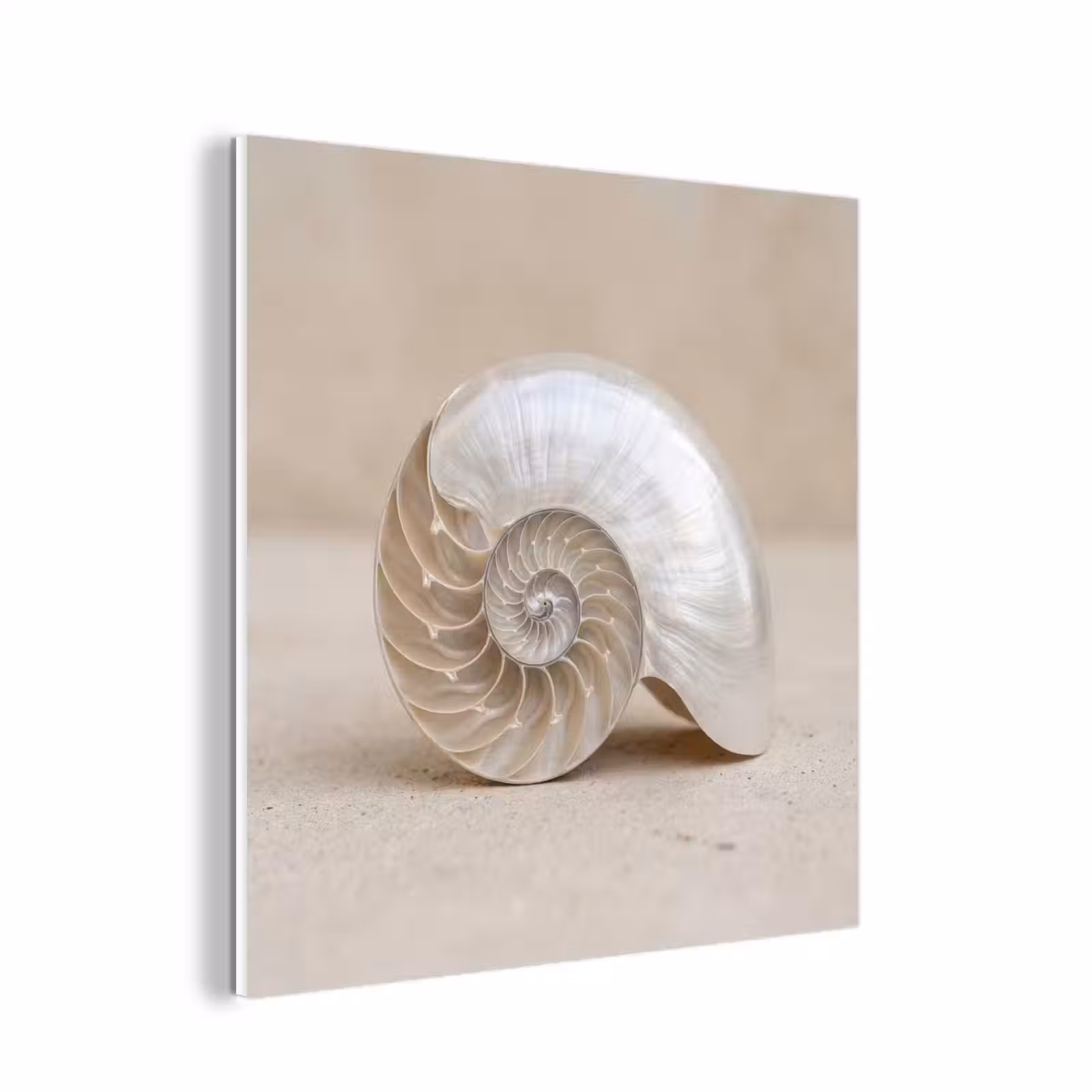 Forex - Schelp - Spiraal - Beige — 1
