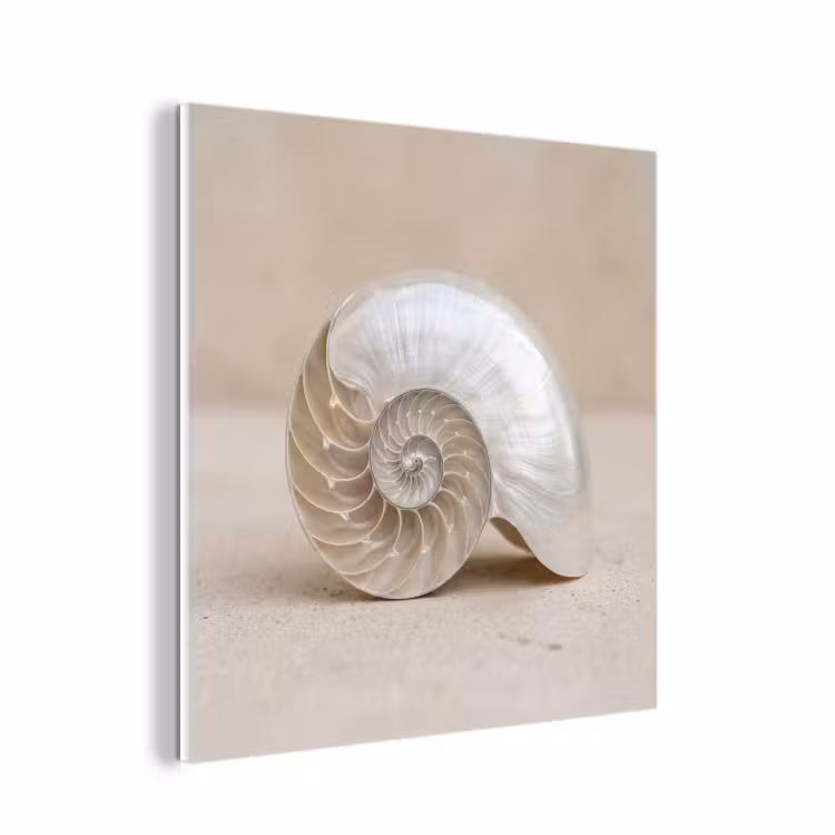 Forex - Schelp - Spiraal - Beige — 1