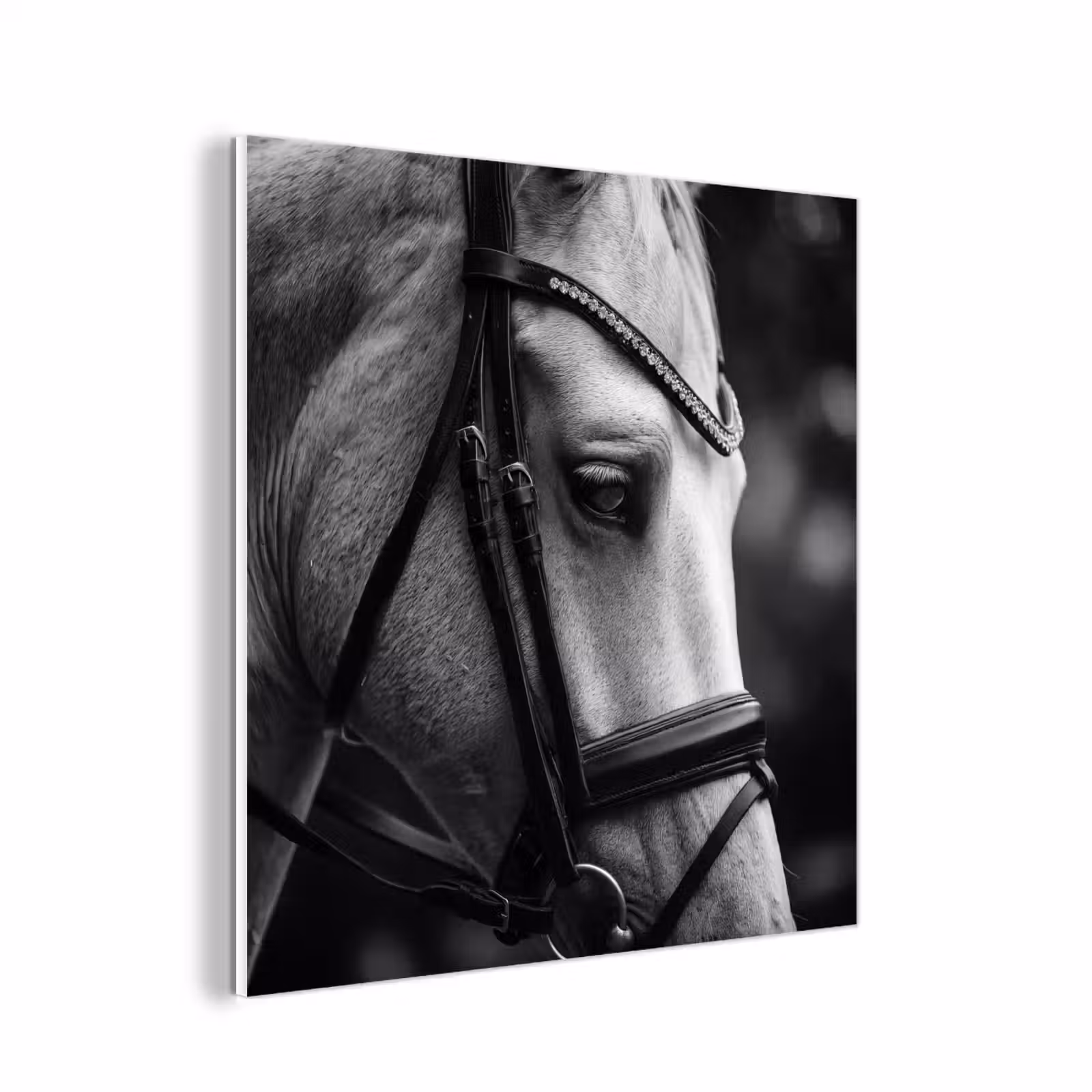 Forex - Paard - Schimmel - Portret — 1