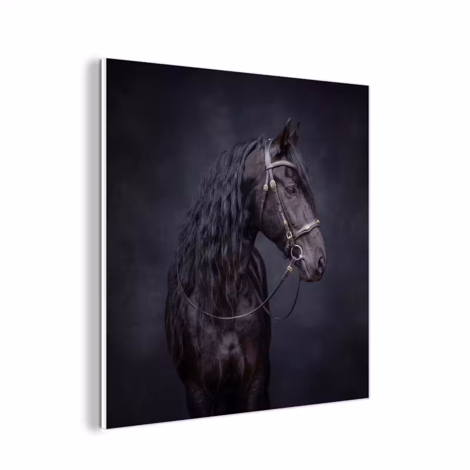 Forex - Portret - Paard - Donker — 1