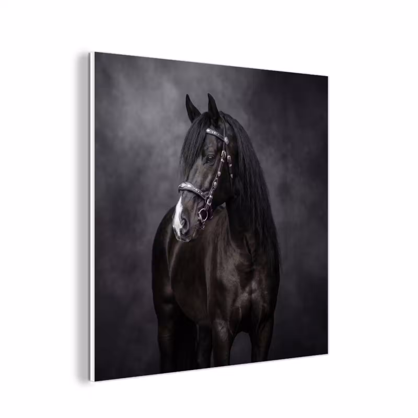 Forex - Portret - Paard - Zwart — 1