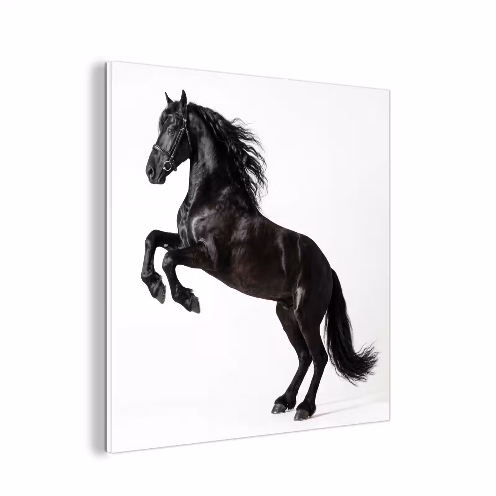 Forex - Zwart - Paard - Portret — 1