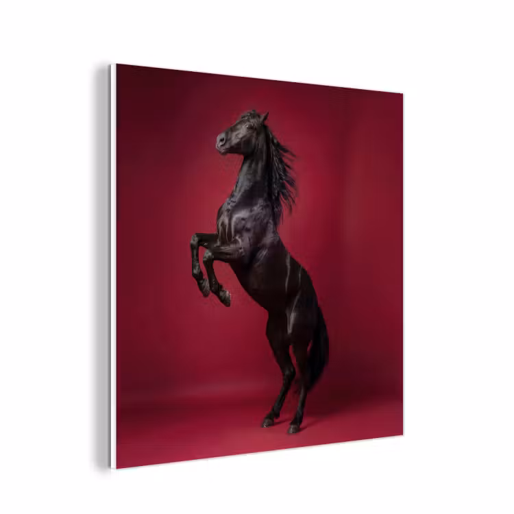 Forex - Hengst - Steigert - Rood — 1