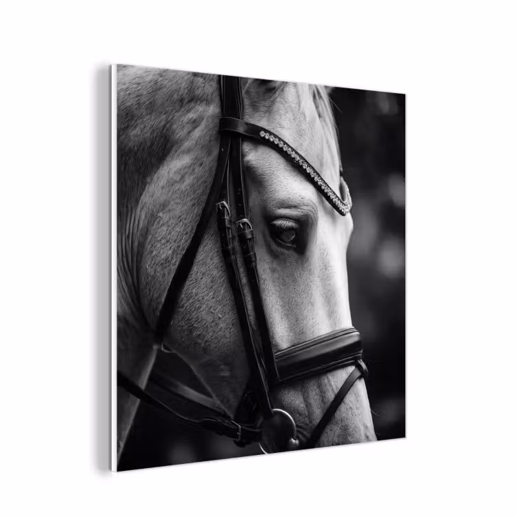 Forex - Paard - Schimmel - Portret — 1
