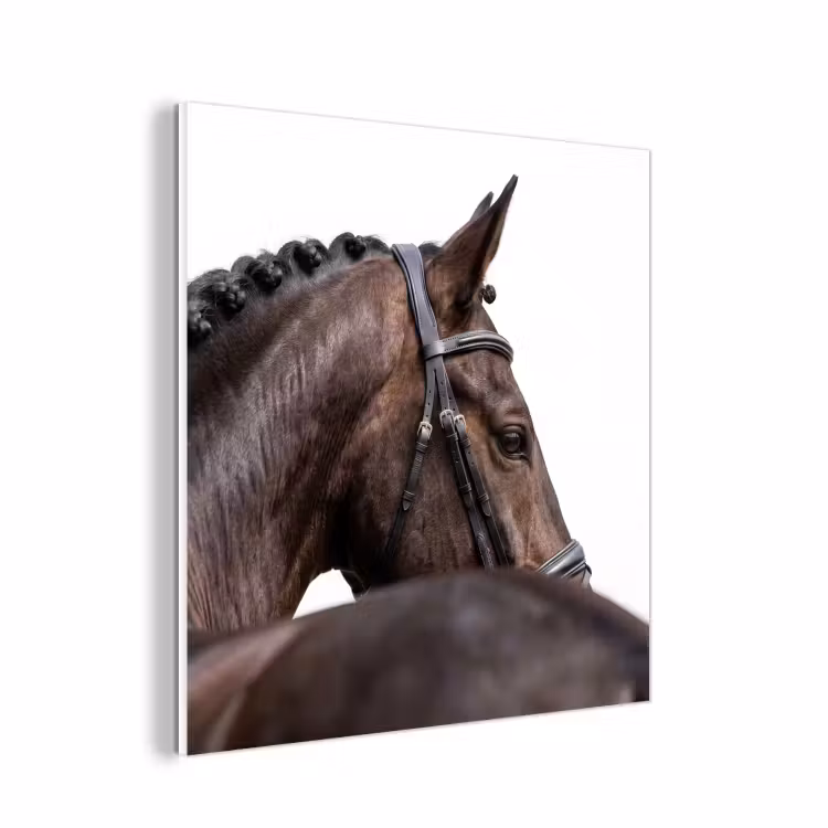 Forex - Portret - Paard - Elegant — 1