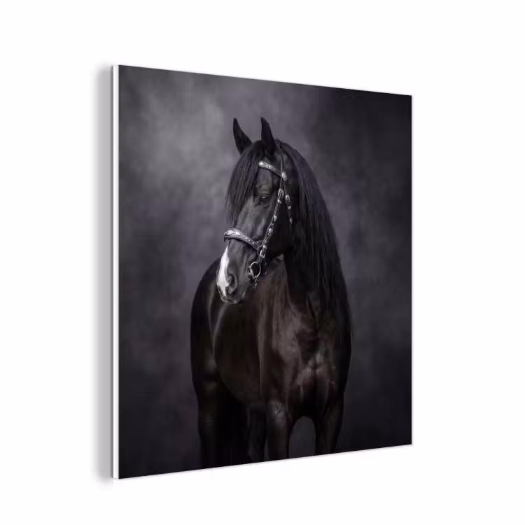 Forex - Portret - Paard - Zwart — 1
