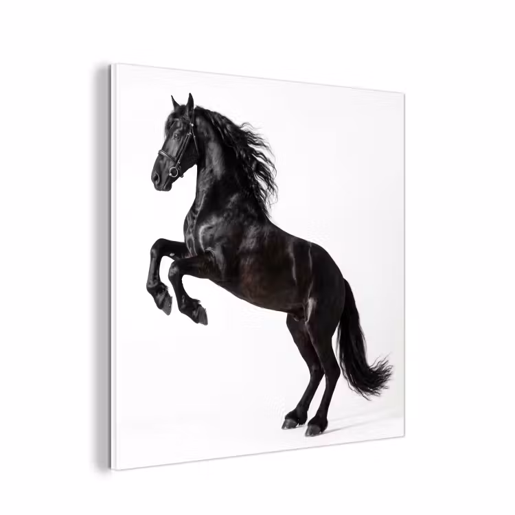 Forex - Zwart - Paard - Portret — 1