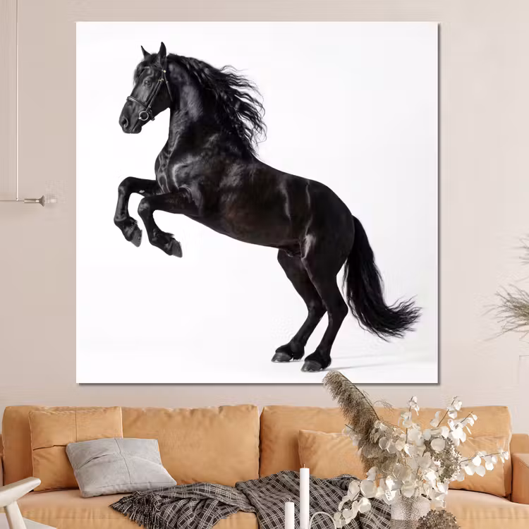 Forex - Zwart - Paard - Portret — 4