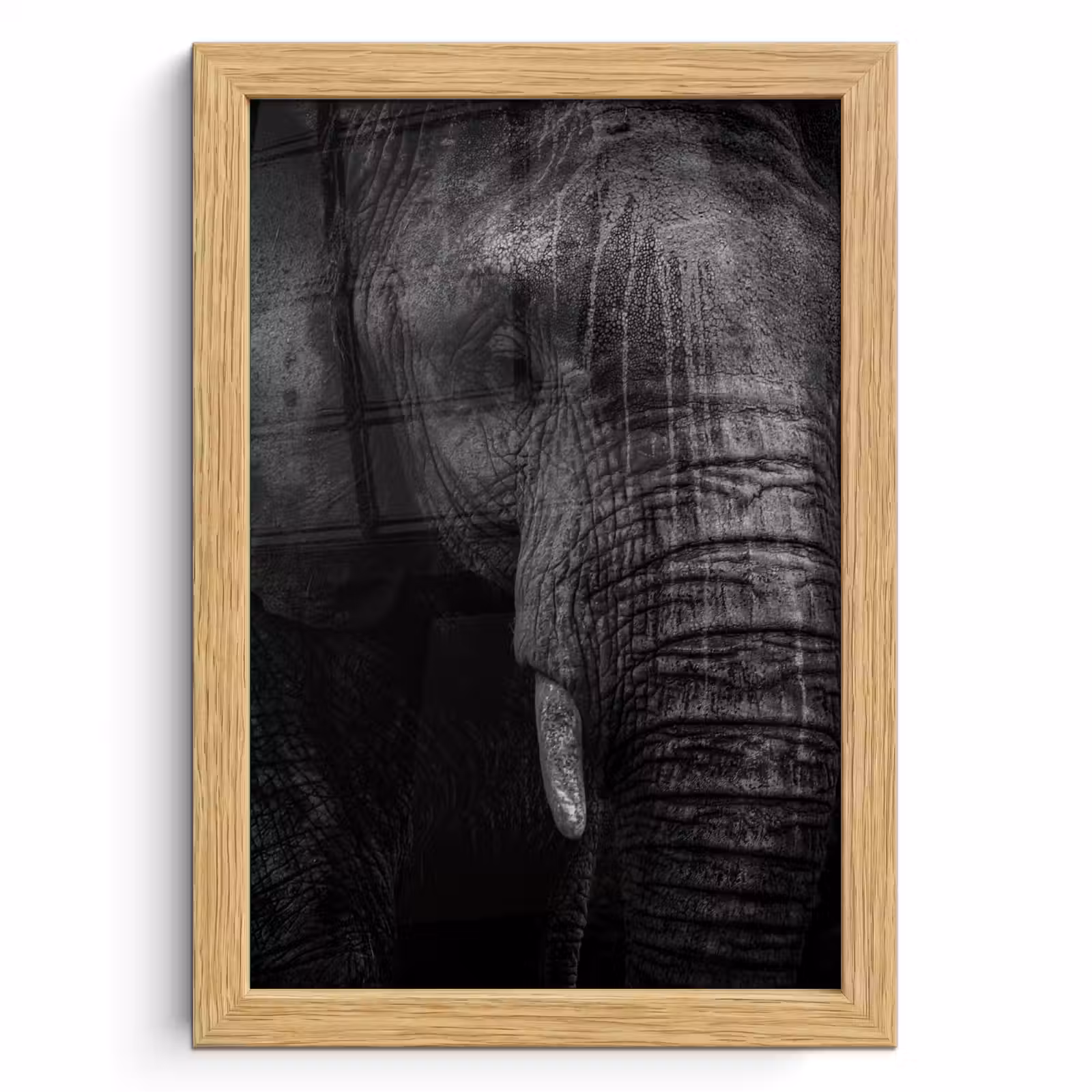 Poster met lijst - Olifant - Dier - Portret — 1