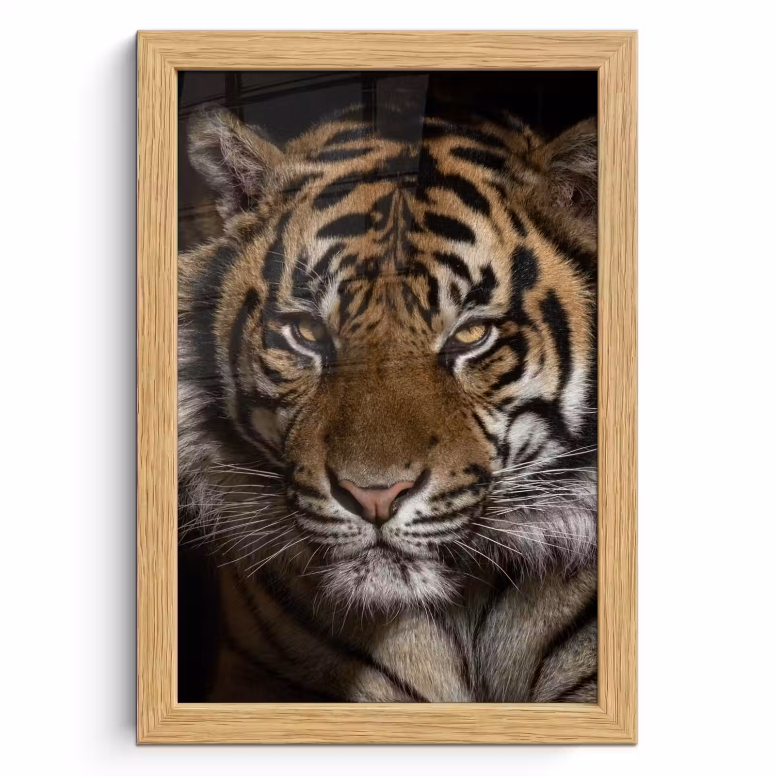 Poster met lijst - Tijger - Wilde dieren - Portret — 1