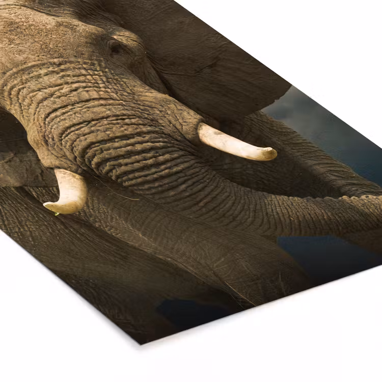 Poster met lijst - Afrikaanse olifant tegen de donkere wolken — 7