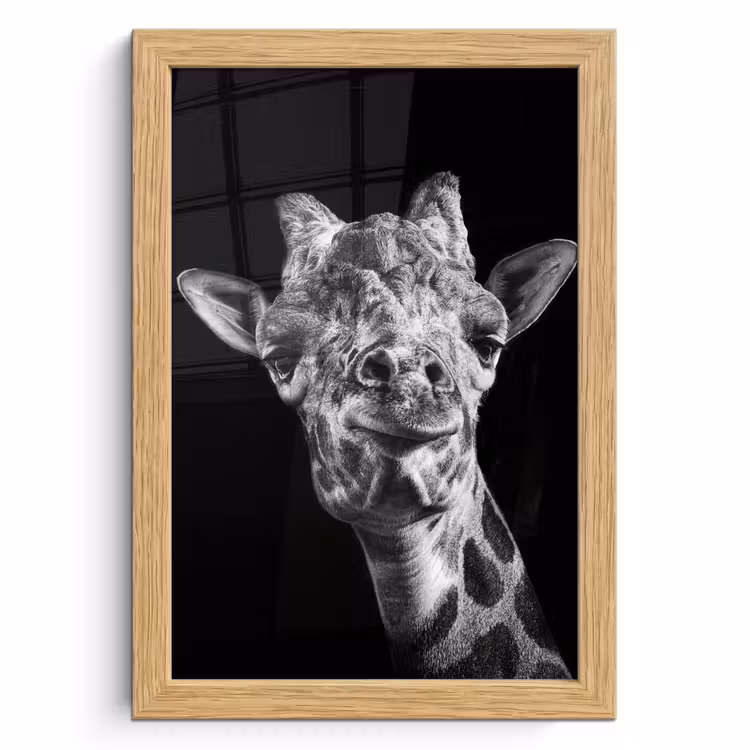 Poster met lijst - Giraffe - Dier - Zwart - Wit — 1