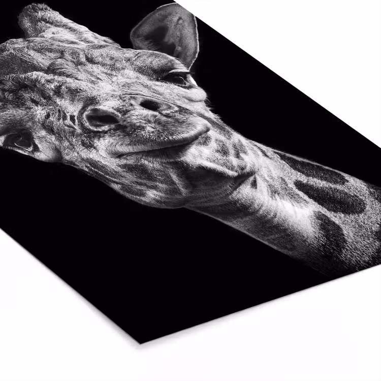 Poster met lijst - Giraffe - Dier - Zwart - Wit — 7