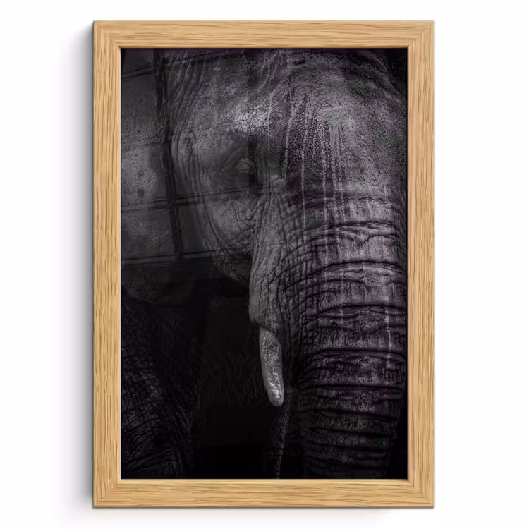 Poster met lijst - Olifant - Dier - Portret — 1