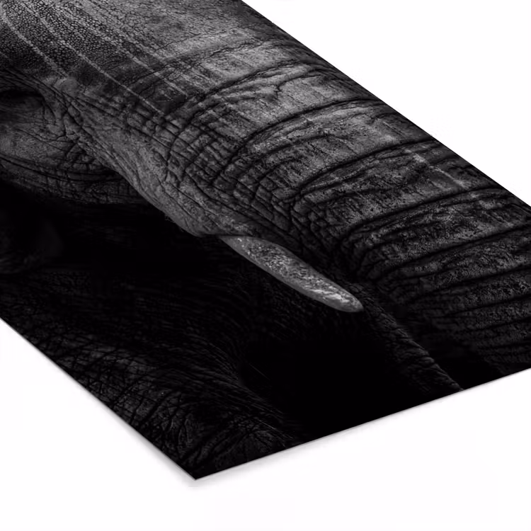 Poster met lijst - Olifant - Dier - Portret — 7