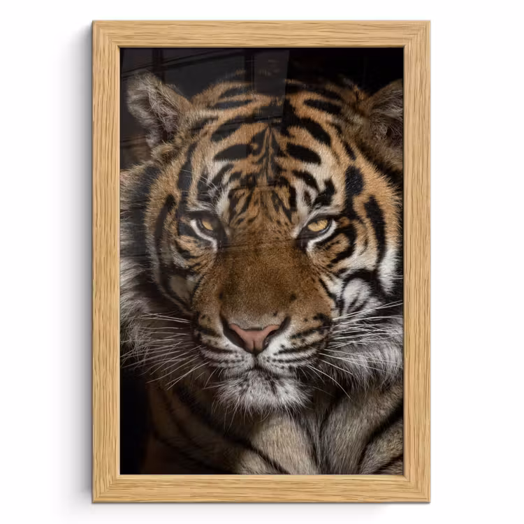 Poster met lijst - Tijger - Wilde dieren - Portret — 1