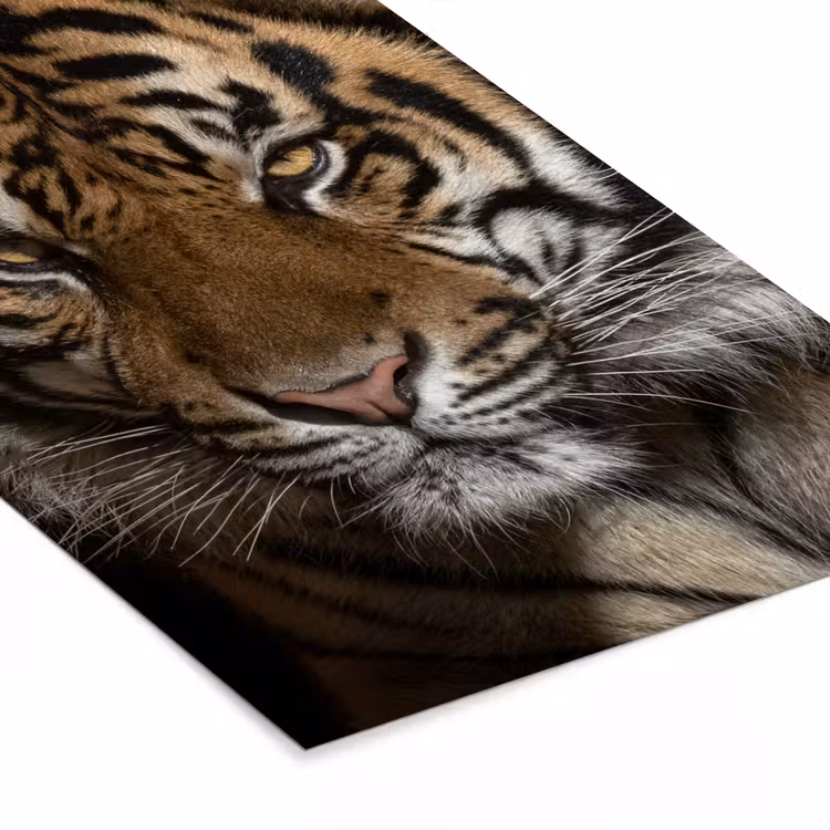 Poster met lijst - Tijger - Wilde dieren - Portret — 7