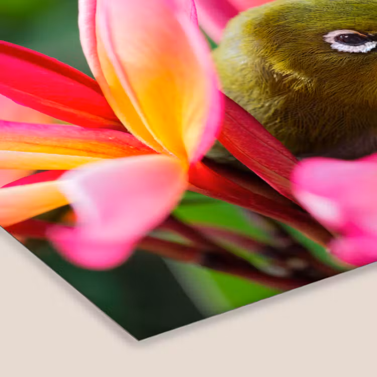 Poster met lijst - Tropische vogel tussen roze bloem — 7