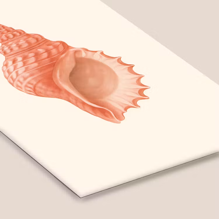 Poster met lijst - Schelp - Roze - Structuur — 7