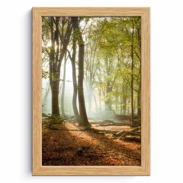 Poster met lijst - Bos - Zon - Seizoenen - Landschap — 1