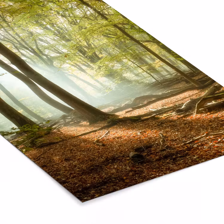 Poster met lijst - Bos - Zon - Seizoenen - Landschap — 7