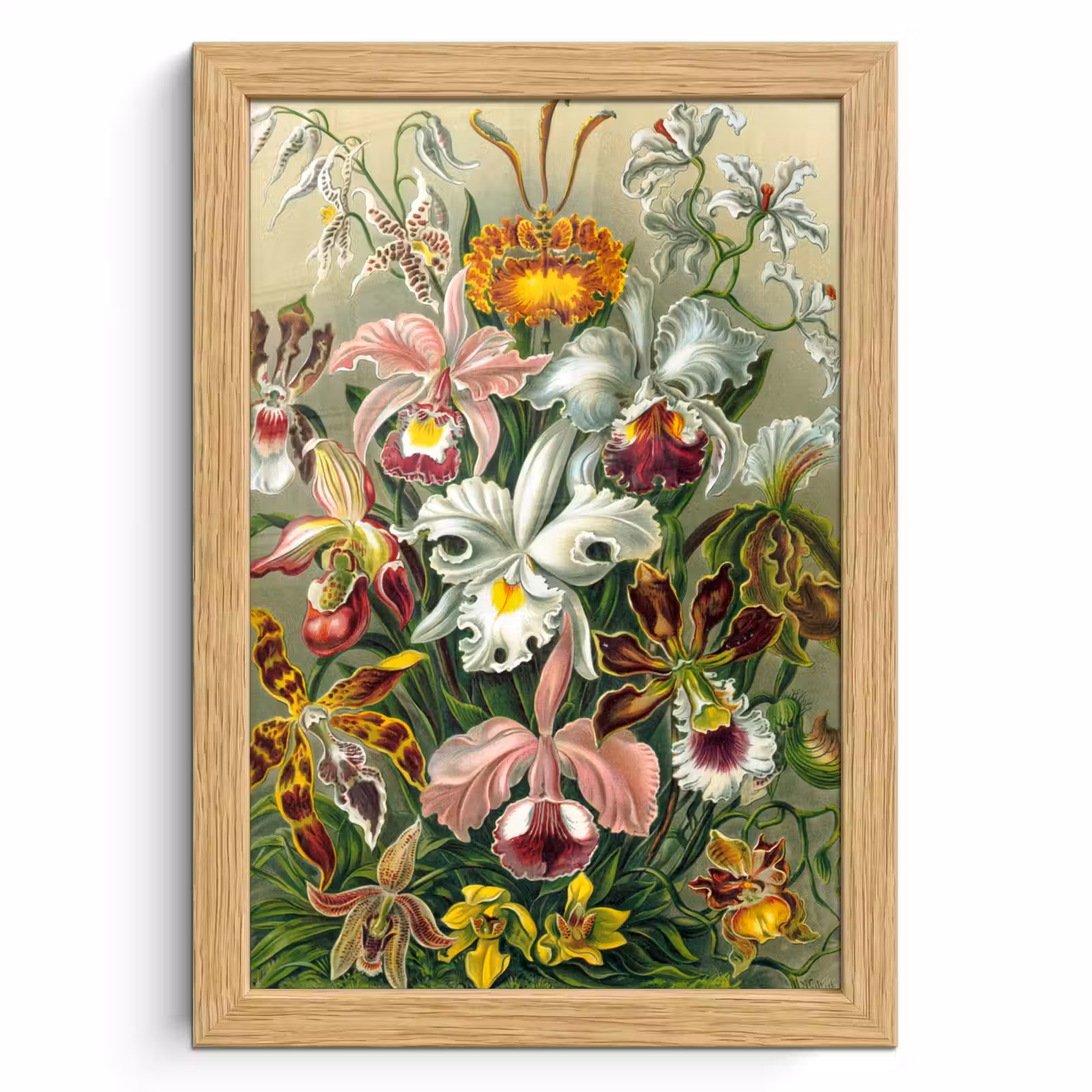 Poster met lijst - Planten - Natuur - Bloemen - Ernst Haeckel — 1