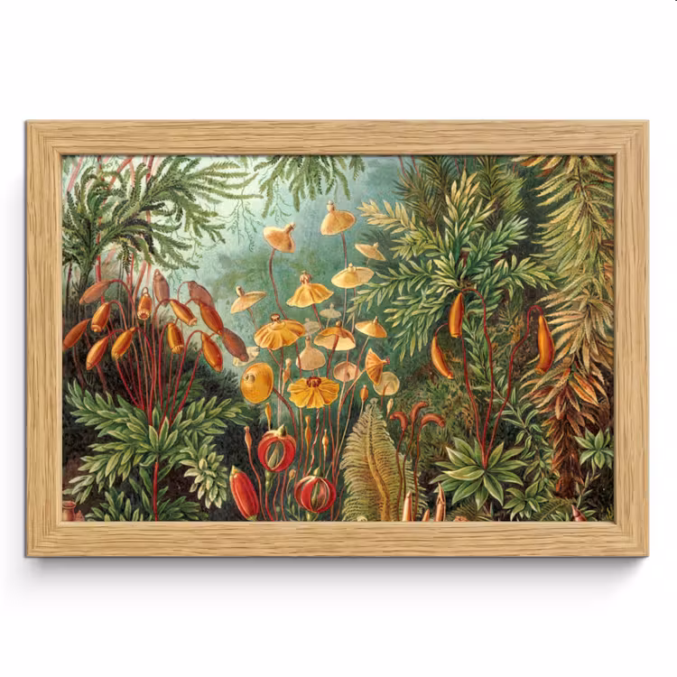 Poster met lijst - Design - Natuur - Paddenstoelen - Ernst Haeckel — 1