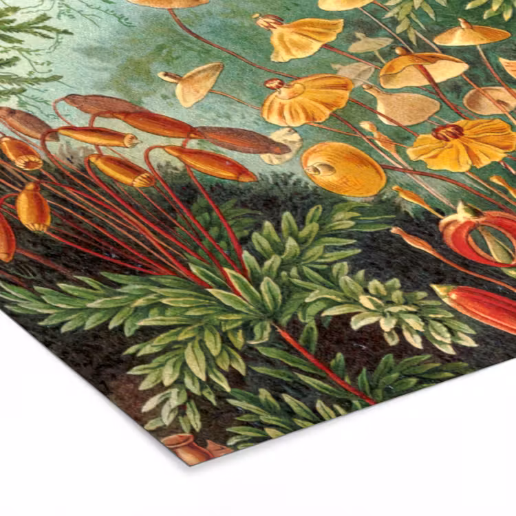 Poster met lijst - Design - Natuur - Paddenstoelen - Ernst Haeckel — 7