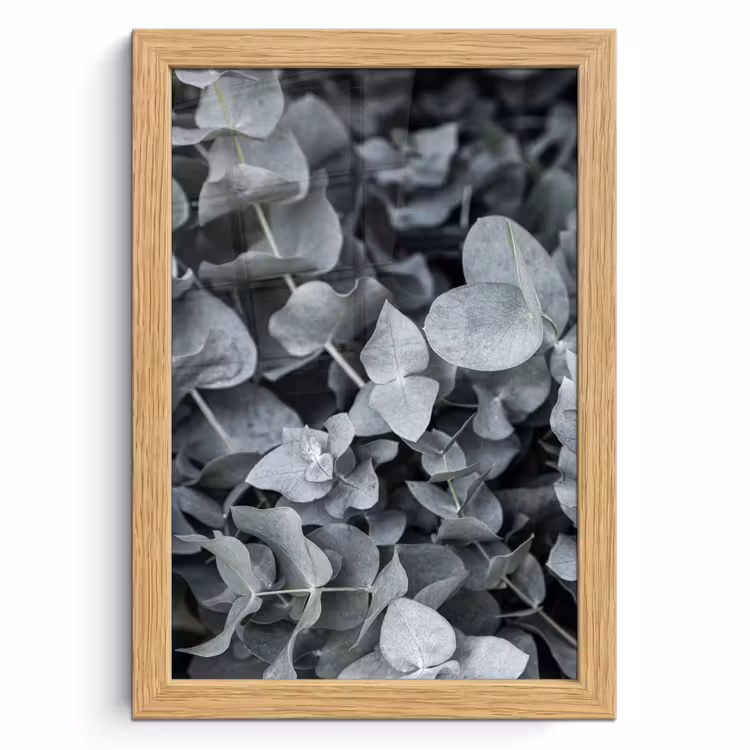 Poster met lijst - Natuur - Planten - Eucalyptus - Bladeren — 1