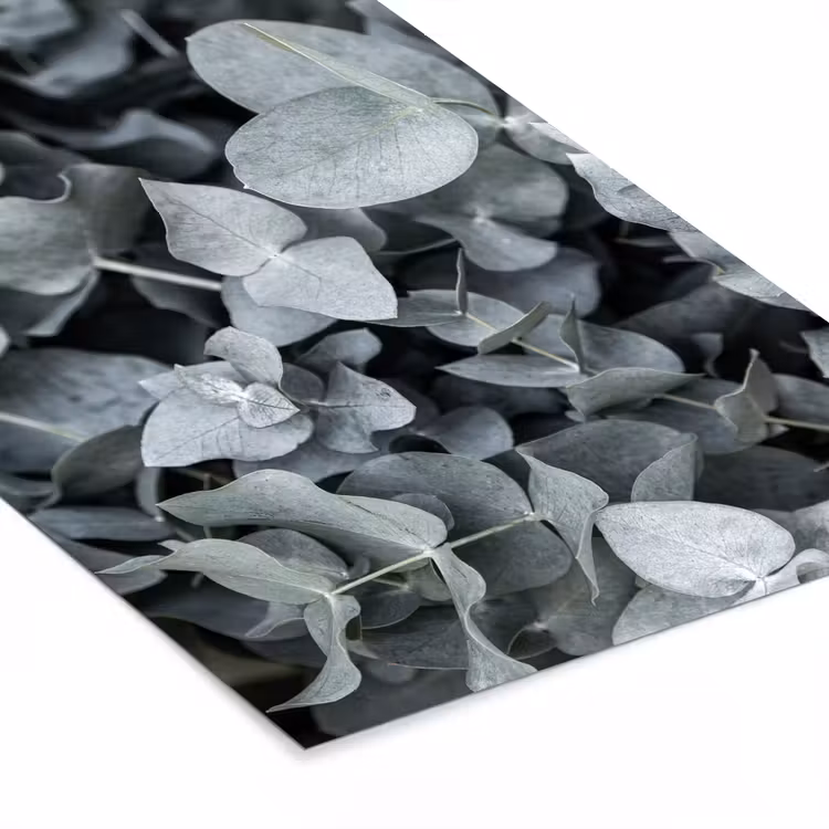 Poster met lijst - Natuur - Planten - Eucalyptus - Bladeren — 7