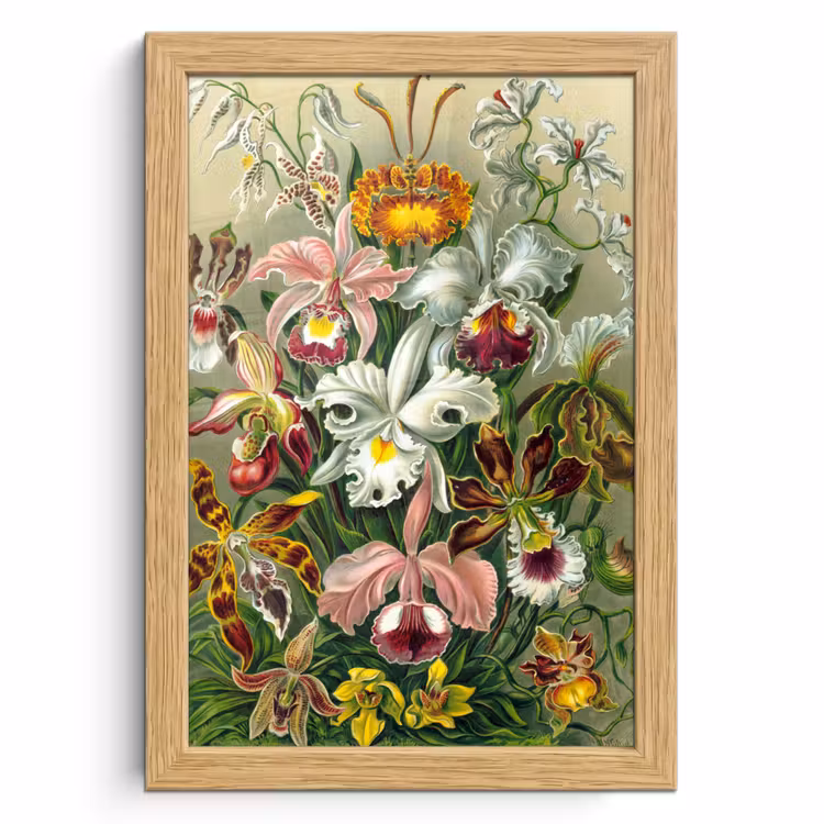 Poster met lijst - Planten - Natuur - Bloemen - Ernst Haeckel — 1