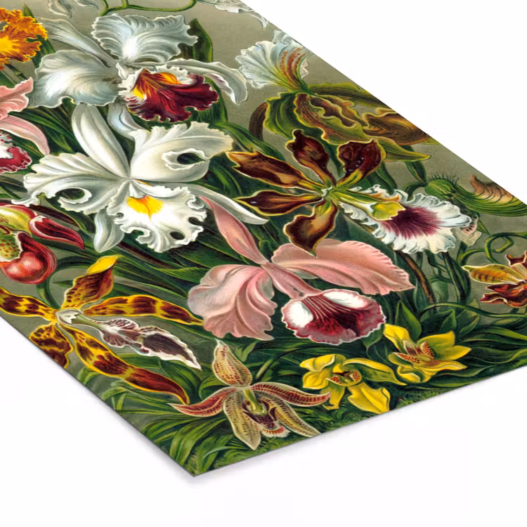 Poster met lijst - Planten - Natuur - Bloemen - Ernst Haeckel — 7