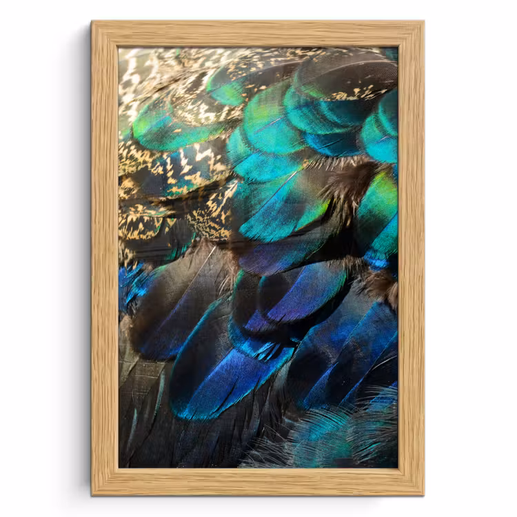 Poster met lijst - Veren - Pauwveren - Pauw - Blauw - Kunst — 1