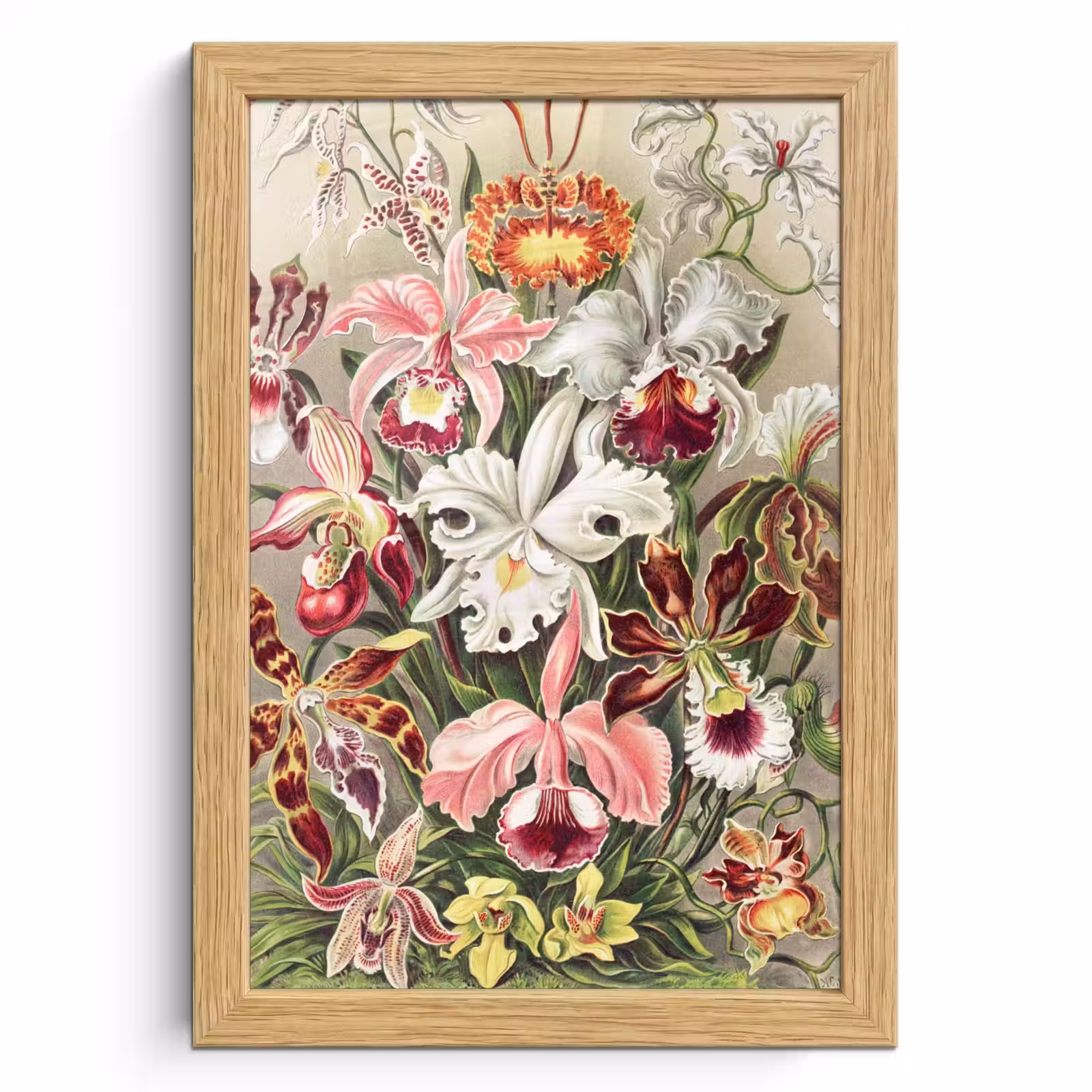 Poster met lijst - Bloemen - Ernst Haeckel - Vintage - Orchidee — 1