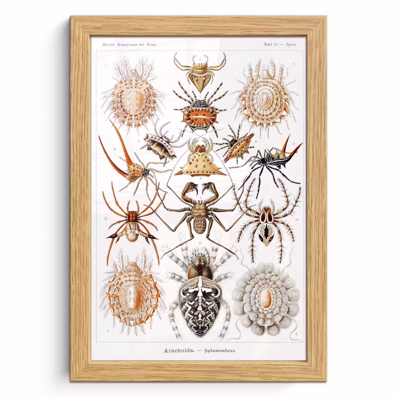 Poster met lijst - Retro - Spin - Ernst Haeckel - Spinnen — 1