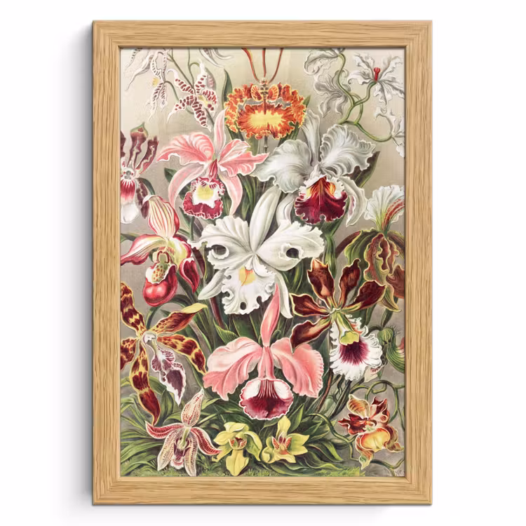 Poster met lijst - Bloemen - Ernst Haeckel - Vintage - Orchidee — 1