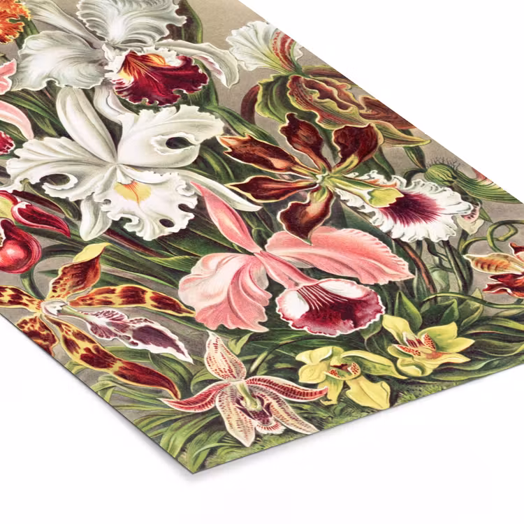 Poster met lijst - Bloemen - Ernst Haeckel - Vintage - Orchidee — 7