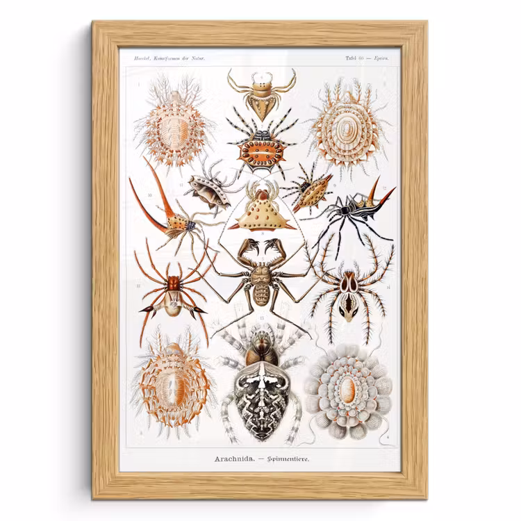 Poster met lijst - Retro - Spin - Ernst Haeckel - Spinnen — 1