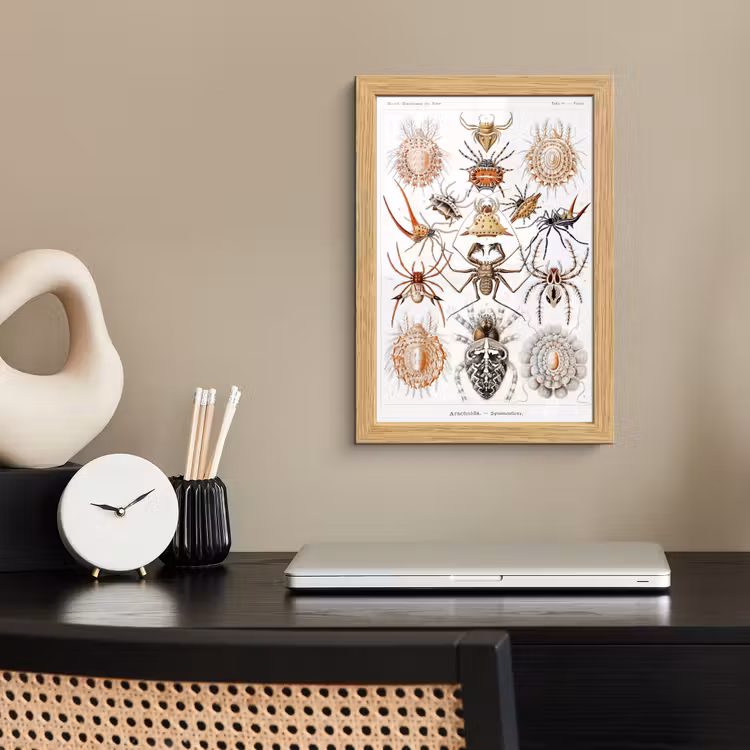 Poster met lijst - Retro - Spin - Ernst Haeckel - Spinnen — 2