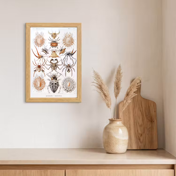 Poster met lijst - Retro - Spin - Ernst Haeckel - Spinnen — 3