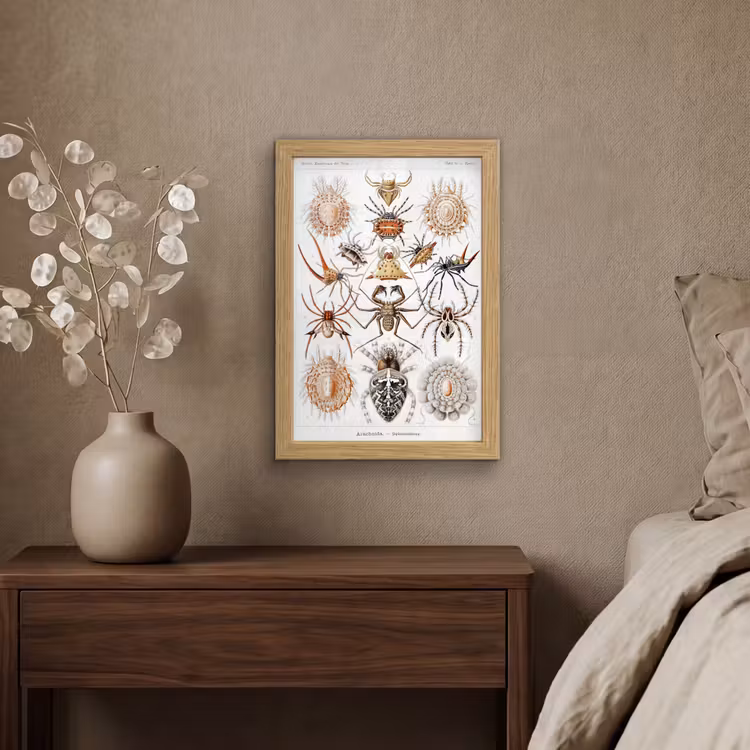 Poster met lijst - Retro - Spin - Ernst Haeckel - Spinnen — 4