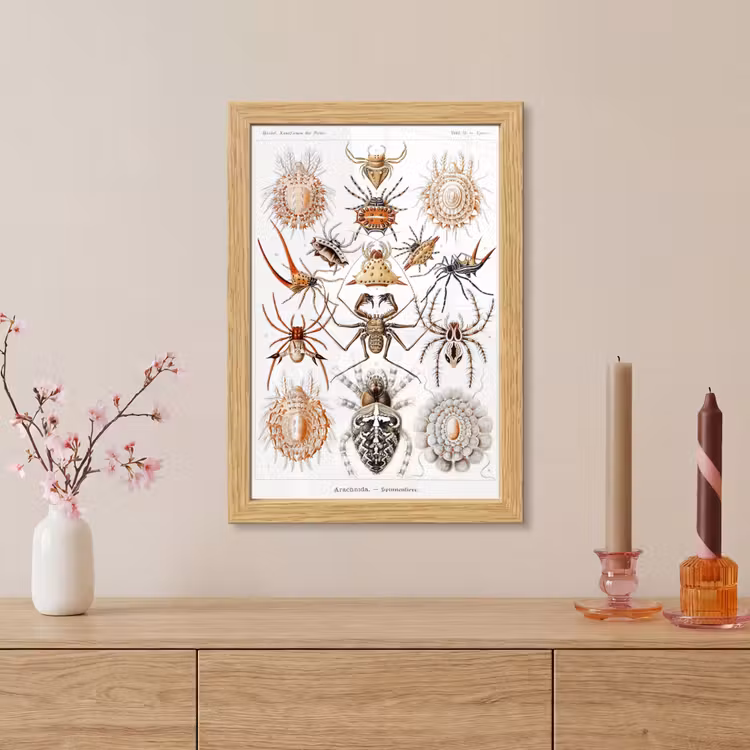 Poster met lijst - Retro - Spin - Ernst Haeckel - Spinnen — 5