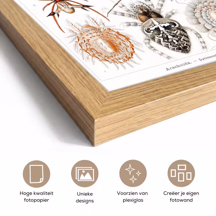 Poster met lijst - Retro - Spin - Ernst Haeckel - Spinnen — 6