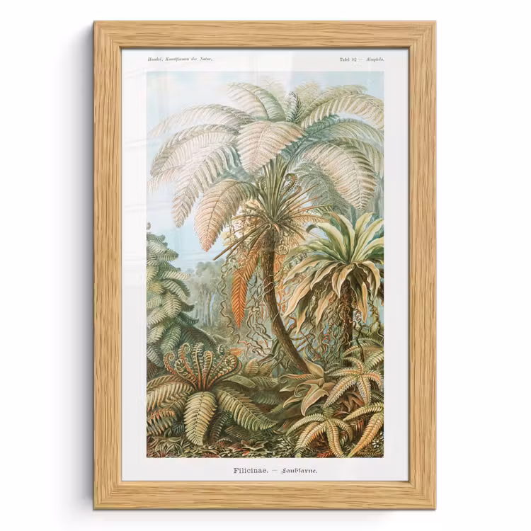 Poster met lijst - Vintage - Oude meesters - Varens - Planten - Natuur — 1