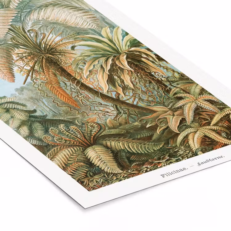 Poster met lijst - Vintage - Oude meesters - Varens - Planten - Natuur — 7
