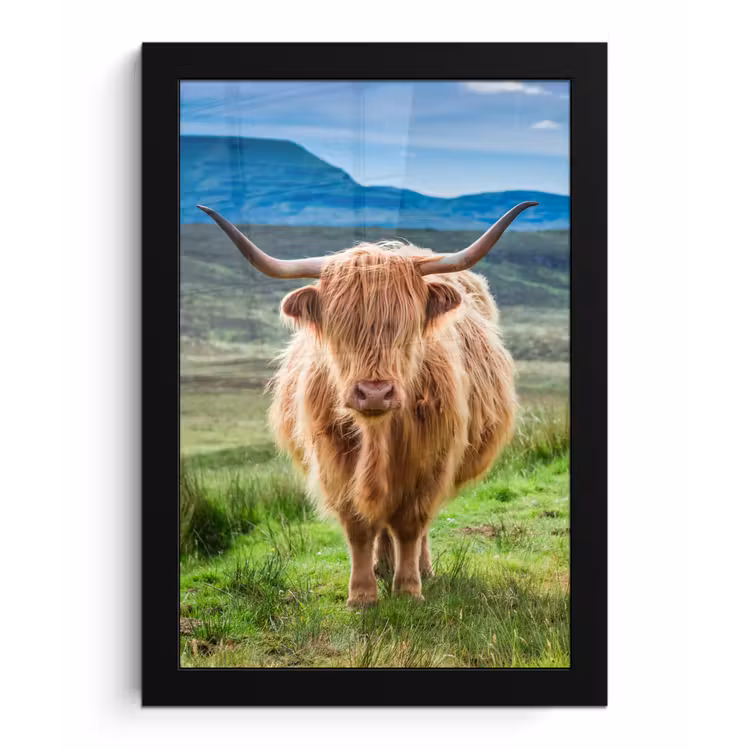 Poster met lijst - Schotse hooglander - Koe - Natuur - Berg - Gras