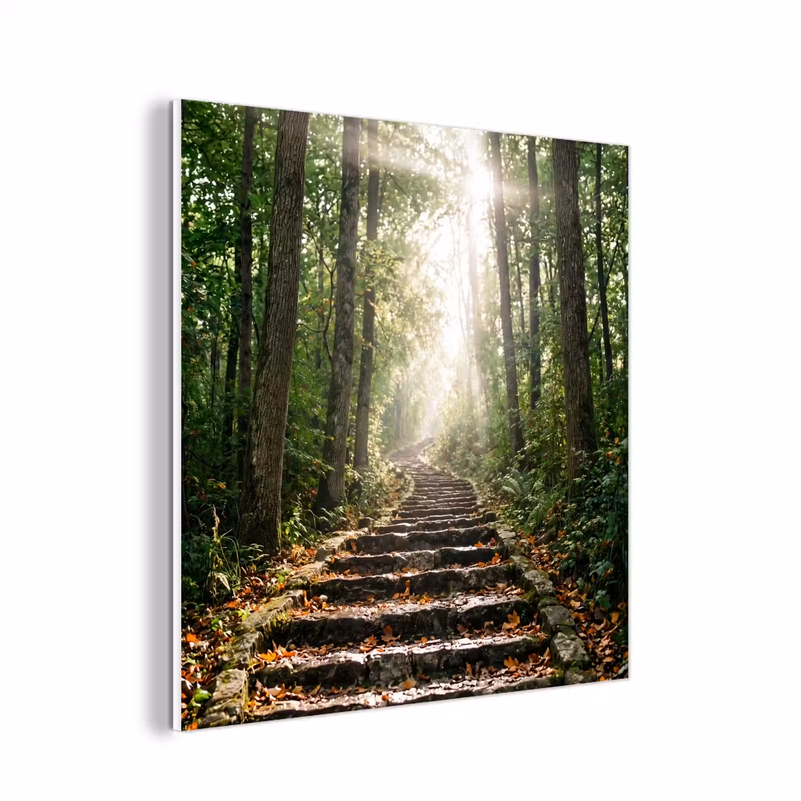 Forex - Stenen - Trap - Bos - Natuur — 1