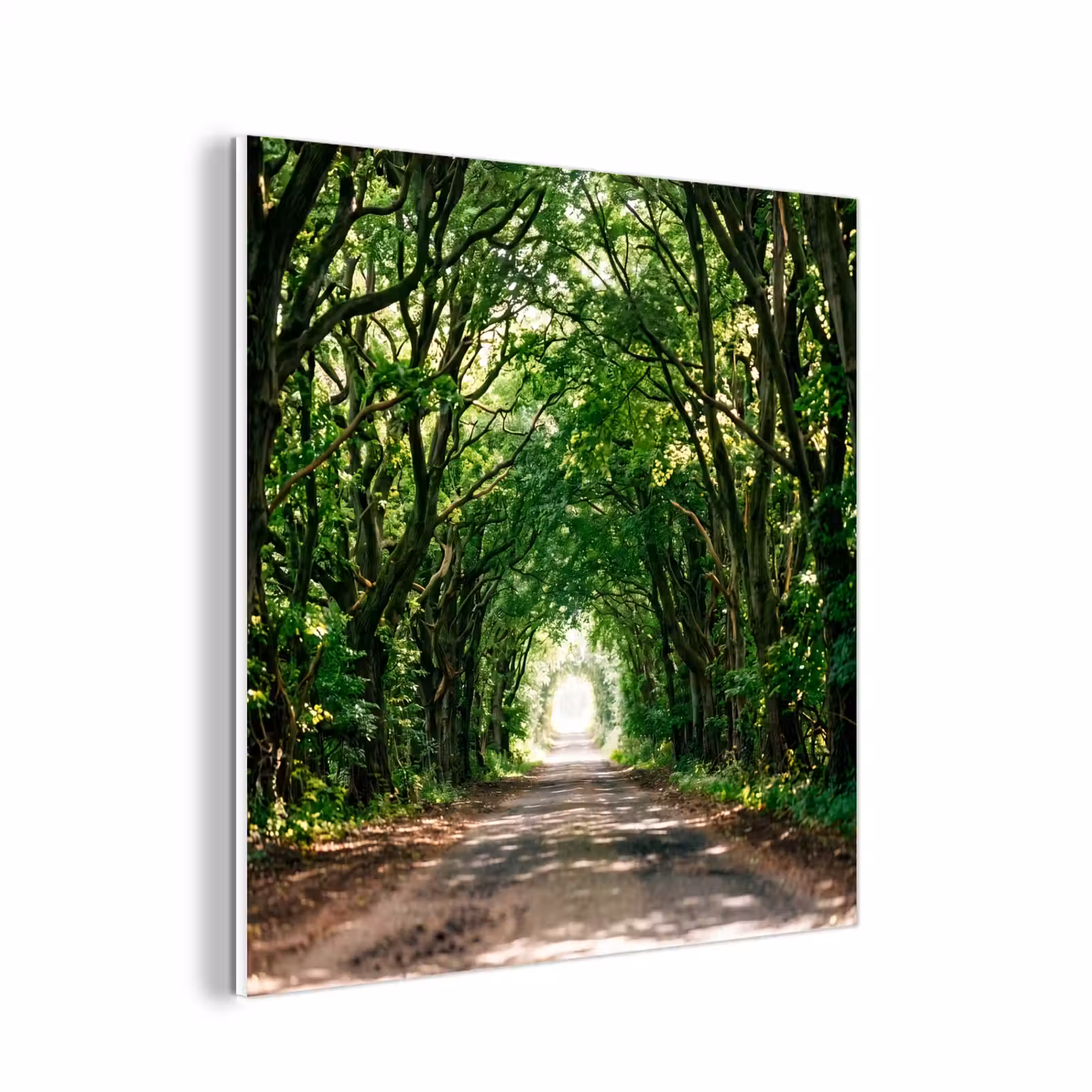 Forex - Weg - Bomen - Natuur - Groen — 1
