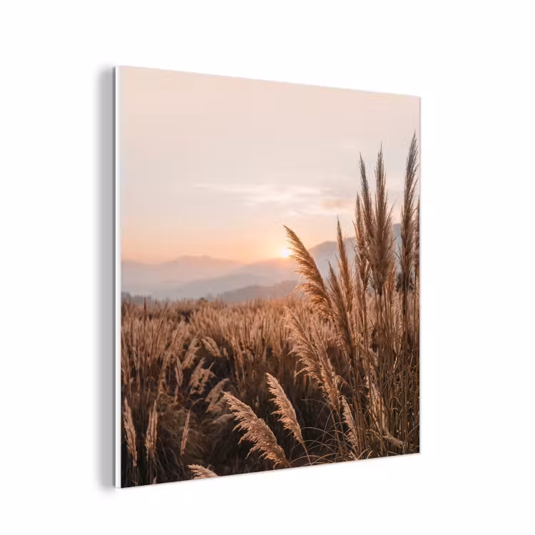 Forex - Gras - Veld - Zon - Natuur — 1